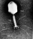 T4 Bacteriophage Electron Micrograph